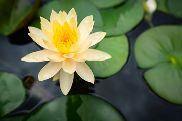 A close-up with the beauty of the lotus