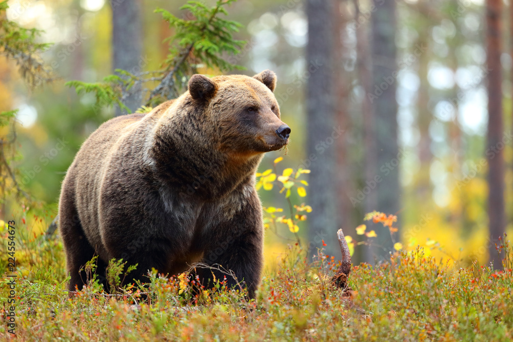 Wall mural big brown bear in a colorful forest looking at side