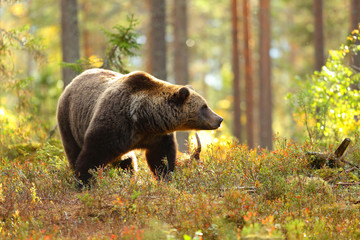 Naklejka premium Brown bear in a forest looking at side