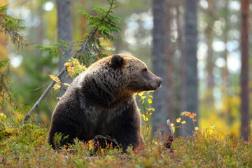 Big brown bear looking at side in a forest