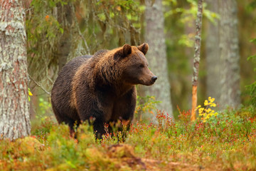 Brown bear walking in a colorful forest