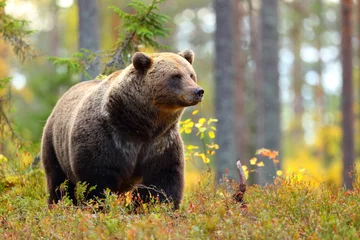 Fotobehang Grote bruine beer in een kleurrijk bos kijkend naar de zijkant © Antonioguillem
