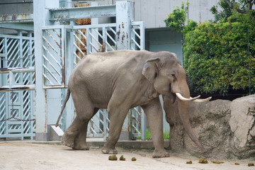Fototapeta premium 上野動物園 アジアゾウ