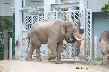Fototapeta premium 上野動物園 アジアゾウ