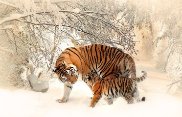 Tigre  © JosMara