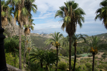 Fototapeta na wymiar Palmen in Spanien