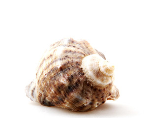 Rapana isolated on white background.