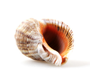 Rapana isolated on white background.