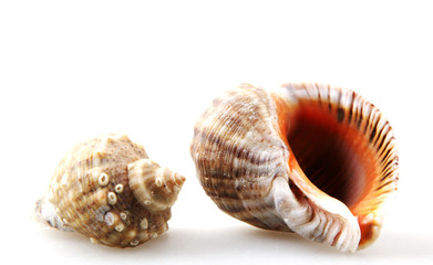 Rapana isolated on white background.