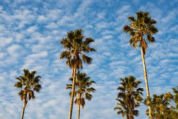 夕方のヤシの木