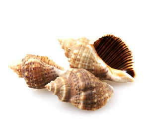 Rapana isolated on white background.