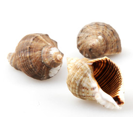 Obraz premium Rapana isolated on white background.