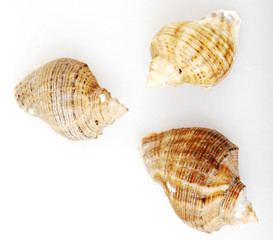 Rapana isolated on white background.