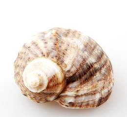 Rapana isolated on white background.