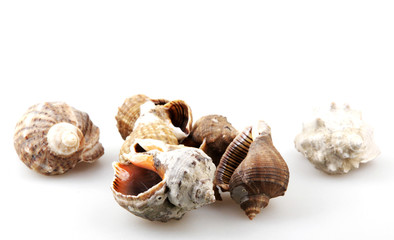 Rapana isolated on white background.