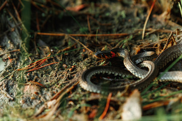 The grass snake, sometimes called a water snake, hides in the grass. Not poisonous snakes, fauna.