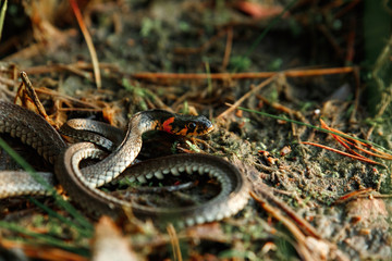The grass snake, sometimes called a water snake, hides in the grass. Not poisonous snakes, fauna.