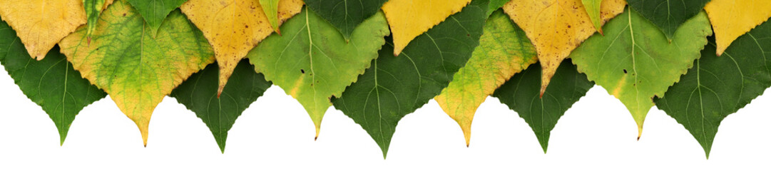autumn poplar leaves on white background