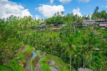 Fototapeta na wymiar Tegalalang Rice Terraces in Ubud, Bali