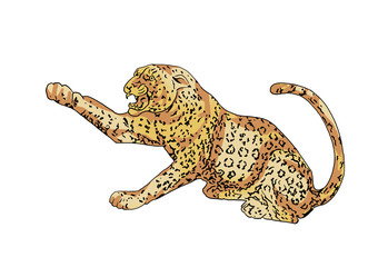 drawing leopard, vector leopard, illustrator leopard - 224559221