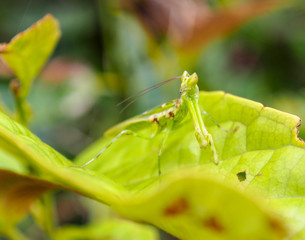 A green grasshopper is looking and standing on leaf in the forest.