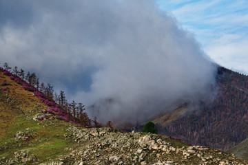 Russia. Mountain Altai. Chuyskiy tract in the period of the flowering of Maralnik (Rhododendron).