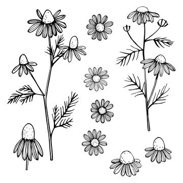 Hand drawn chamomile flowers on white background . Vector sketch  illustration.