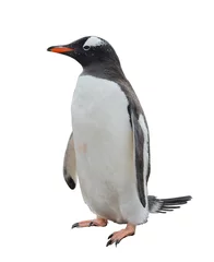 Plexiglas foto achterwand Gentoo penguin isolated on white background © Alexey Seafarer