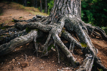 Fototapeta na wymiar The roots of the tree dig into the ground. Forest texture.