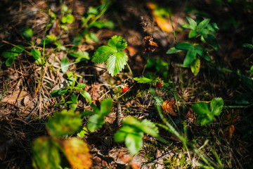 Forest red berry. Strawberries in the grass