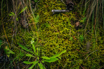 Forest fairy moss green. Forest texture