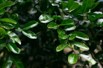 Fototapeta na wymiar Tropical leaves texture dark green foliage, nature background concept.