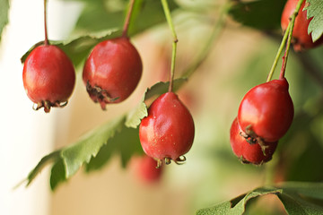 berries hawthorn red autumn