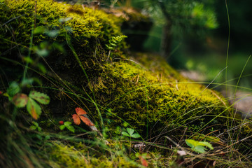 Forest fairy moss green. Forest texture