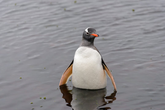 Gentoo penguin in water