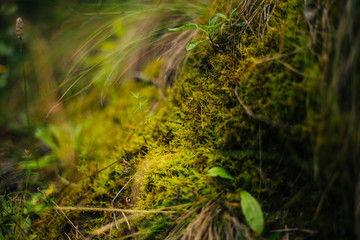 Forest fairy moss green. Forest texture