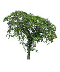 Tree on white background