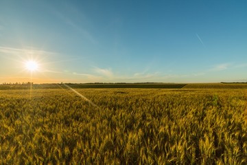 Sun Shining over Barley / Wheat Field