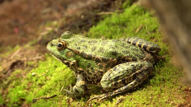 Close-up of the eye-catching lake frog Rana ridibunda with large eyes and a green color resting on the green moss of the wild lake shore in autumn in the foothills of the North Caucasus