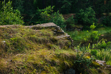 Forest fairy moss green. Forest texture