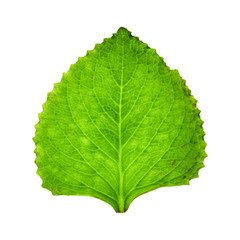 Detail of a fresh green leaf close up background.  Isolated.