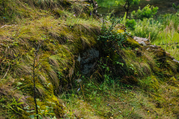 Forest fairy moss green. Forest texture