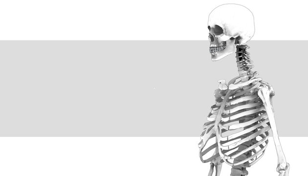 Realistic Human skeletons Sketch isolated on gray background / Illustration