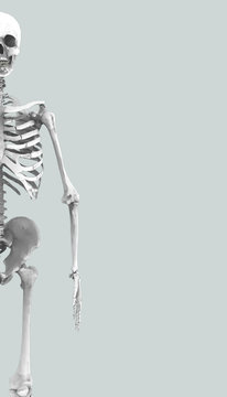 Skeleton Human Sketch vintage illustration Art and Background / Illustration
