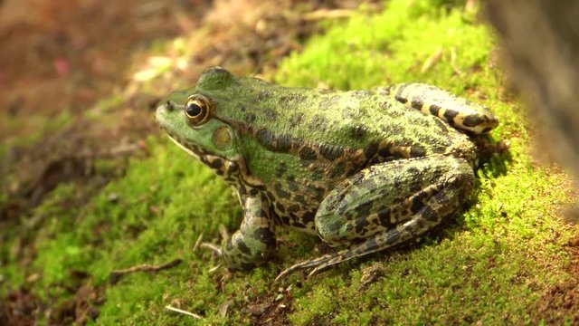 Close-up of a green frog Rana ridibunda with big eyes resting on the shore of a wild lake in autumn in the foothills of the North Caucasus