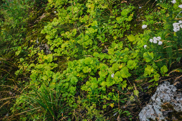 trefoil in the forest. Texture of clover. Forest grass