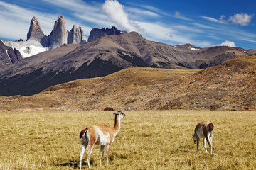 Torres del Paine, Patagonia, Chile