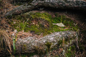 The roots of the tree dig into the ground. Forest texture.