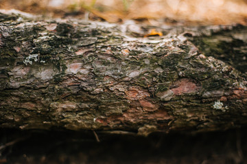 Bark of wood with moss texture. Outdoors background