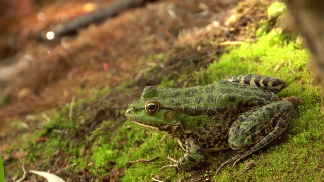 Green frog Rana ridibunda sits on the shore of a wild lake in autumn in the foothills of the North Caucasus